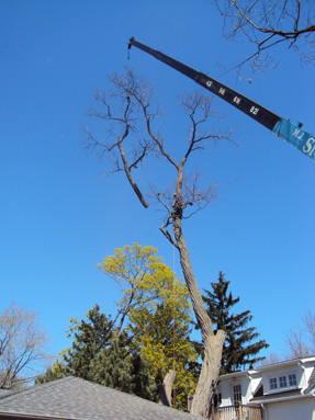 crane removing a limb from a tree