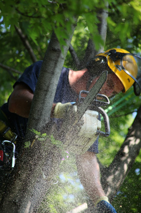 worker pruning a tree