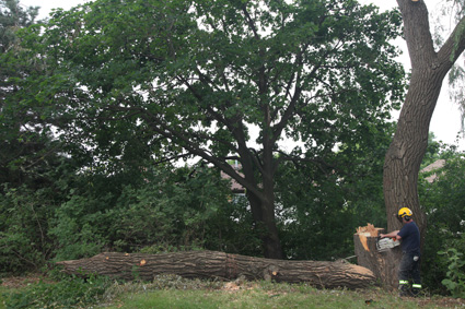 worker cutting down a large tree
